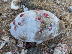 Macrocypraea