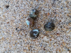 Steromphala umbilicalis