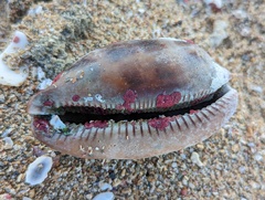 Macrocypraea