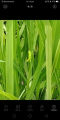 Oxya japonica