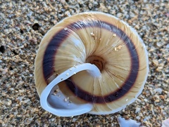Caracolus