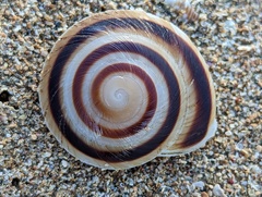 Caracolus