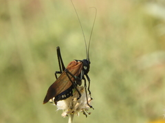Scaphura elegans