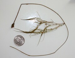 Potamogeton confervoides