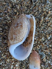 Bulla occidentalis