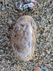 Bulla occidentalis