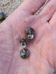 Steromphala umbilicalis