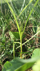 Carex frankii