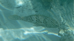 Epinephelus merra