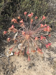 Boophone haemanthoides