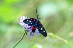Zygaena ephialtes