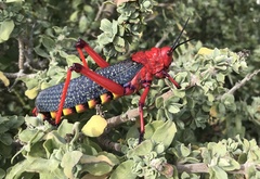 Phymateus morbillosus