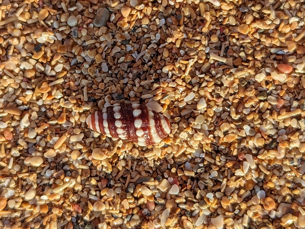 White-banded Turret