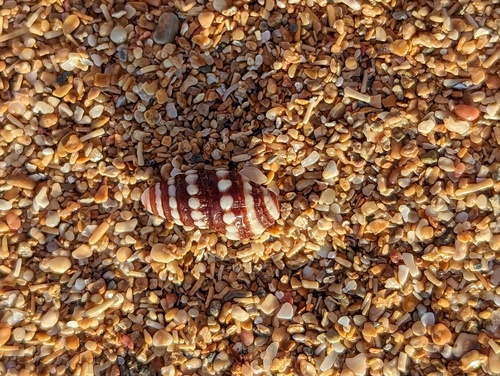White-banded Turret