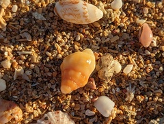 Buccinoidea