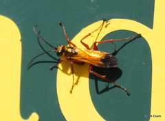 Sphictostethus fugax