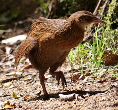 Gallirallus australis australis