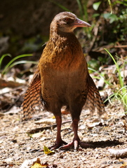 Gallirallus australis australis