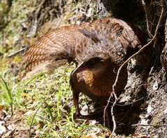 Gallirallus australis australis