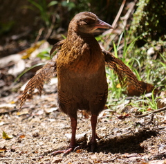 Gallirallus australis australis