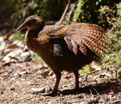 Gallirallus australis australis