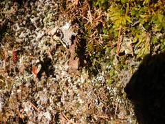 Pseudocyphellaria holarctica