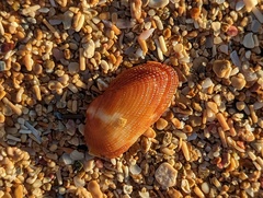 Barbatia