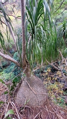 Beaucarnea recurvata