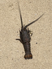 Sagmariasus verreauxi