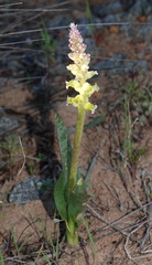 Lachenalia membranacea