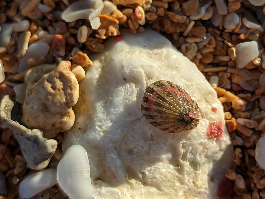 Green Keyhole Limpet