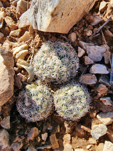 Image of Pediocactus bradyi by (c) Trevor Harding, some rights reserved (CC BY)