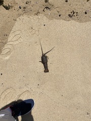Sagmariasus verreauxi