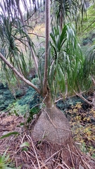 Beaucarnea recurvata