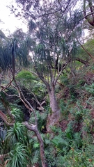 Beaucarnea recurvata