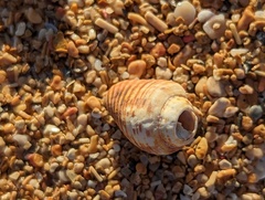 Columbella mercatoria