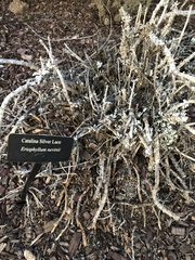 Constancea nevinii