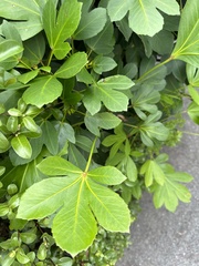 Pseudopanax lessonii