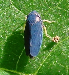 Limotettix anthracinus