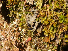 Peltigera collina