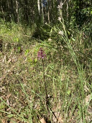 Dipodium punctatum