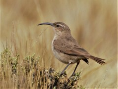 Upucerthia validirostris