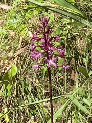Dipodium punctatum