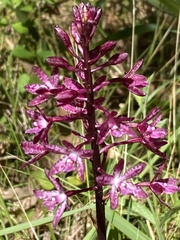 Dipodium punctatum