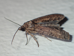 Lophoptera