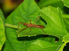 Ricolla quadrispinosa