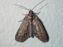 Lophoptera