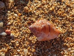 Columbella mercatoria