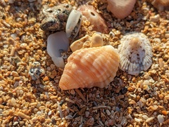 Buccinoidea