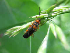 Cantharis